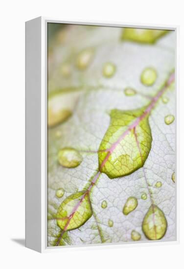 Rain Drops on Rose Leaf-null-Framed Premier Image Canvas