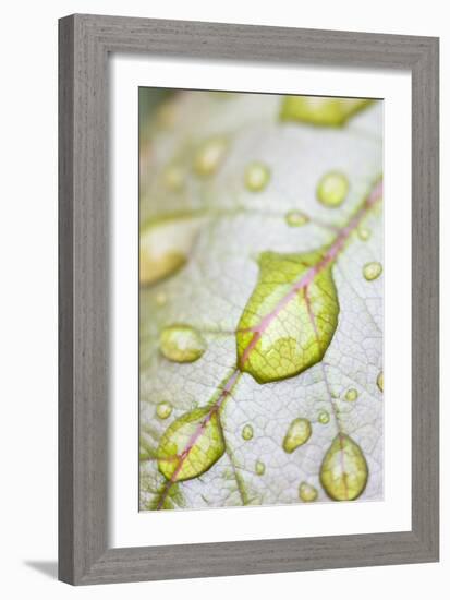 Rain Drops on Rose Leaf-null-Framed Photographic Print