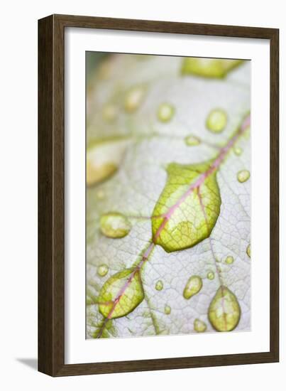 Rain Drops on Rose Leaf-null-Framed Photographic Print