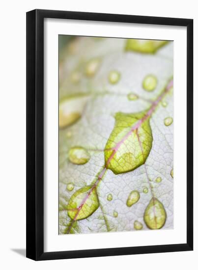 Rain Drops on Rose Leaf-null-Framed Photographic Print