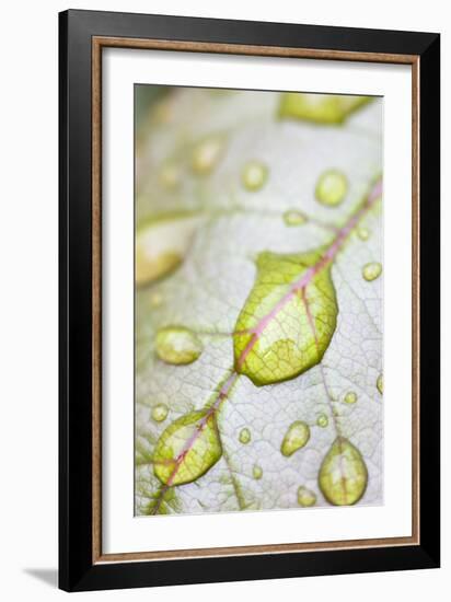 Rain Drops on Rose Leaf-null-Framed Photographic Print
