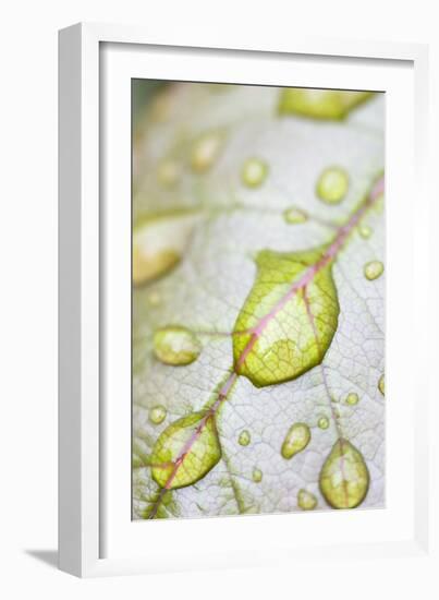 Rain Drops on Rose Leaf-null-Framed Photographic Print