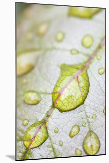 Rain Drops on Rose Leaf-null-Mounted Photographic Print