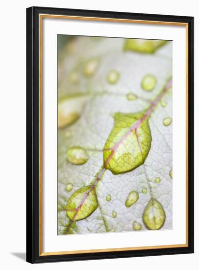 Rain Drops on Rose Leaf-null-Framed Photographic Print