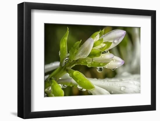 Rain Drops on Trumpet Shaped Flowers of Hosta Plant Prior to Opening-Rona Schwarz-Framed Photographic Print