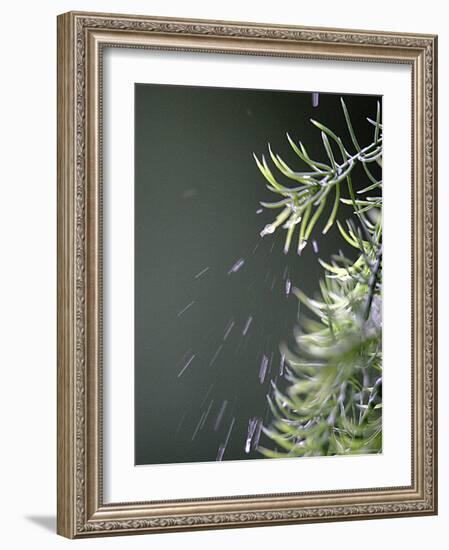 Rain drops Pelt a Branch, Tyler, Texas-Dr. Scott M. Lieberman-Framed Photographic Print