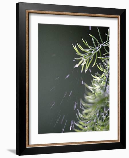 Rain drops Pelt a Branch, Tyler, Texas-Dr. Scott M. Lieberman-Framed Photographic Print