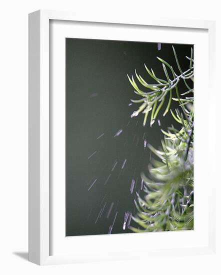 Rain drops Pelt a Branch, Tyler, Texas-Dr. Scott M. Lieberman-Framed Photographic Print