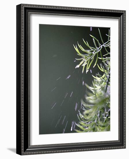 Rain drops Pelt a Branch, Tyler, Texas-Dr. Scott M. Lieberman-Framed Photographic Print