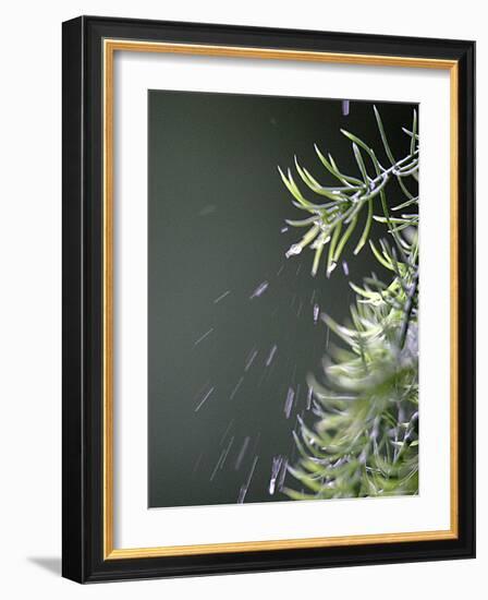 Rain drops Pelt a Branch, Tyler, Texas-Dr. Scott M. Lieberman-Framed Photographic Print