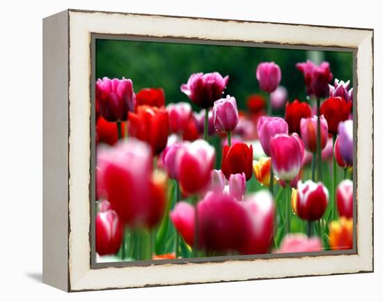 Rain Drops Twinkle on Blooming Tulips on a Field near Freiburg, Germany-Winfried Rothermel-Framed Premier Image Canvas