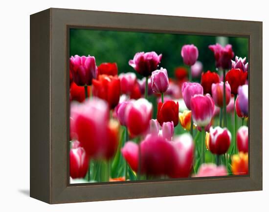 Rain Drops Twinkle on Blooming Tulips on a Field near Freiburg, Germany-Winfried Rothermel-Framed Premier Image Canvas