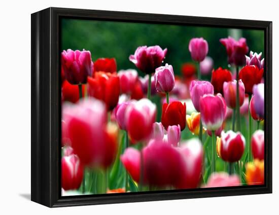 Rain Drops Twinkle on Blooming Tulips on a Field near Freiburg, Germany-Winfried Rothermel-Framed Premier Image Canvas