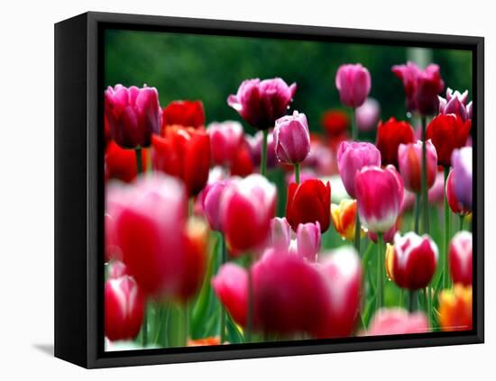 Rain Drops Twinkle on Blooming Tulips on a Field near Freiburg, Germany-Winfried Rothermel-Framed Premier Image Canvas