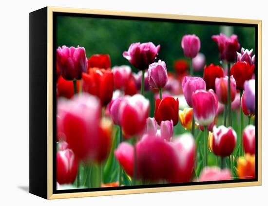 Rain Drops Twinkle on Blooming Tulips on a Field near Freiburg, Germany-Winfried Rothermel-Framed Premier Image Canvas