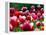 Rain Drops Twinkle on Blooming Tulips on a Field near Freiburg, Germany-Winfried Rothermel-Framed Premier Image Canvas