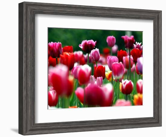 Rain Drops Twinkle on Blooming Tulips on a Field near Freiburg, Germany-Winfried Rothermel-Framed Premium Photographic Print