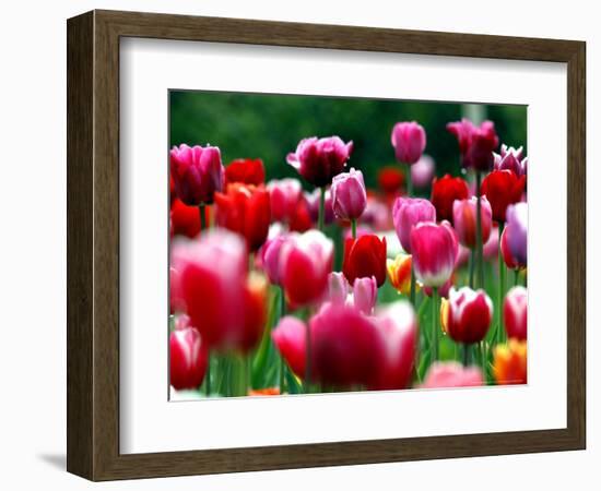 Rain Drops Twinkle on Blooming Tulips on a Field near Freiburg, Germany-Winfried Rothermel-Framed Premium Photographic Print