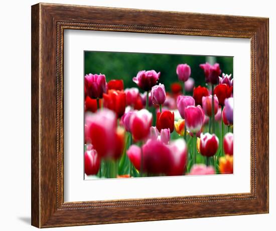 Rain Drops Twinkle on Blooming Tulips on a Field near Freiburg, Germany-Winfried Rothermel-Framed Premium Photographic Print