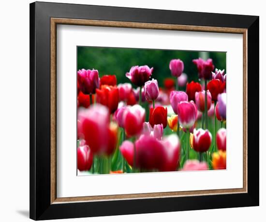 Rain Drops Twinkle on Blooming Tulips on a Field near Freiburg, Germany-Winfried Rothermel-Framed Premium Photographic Print