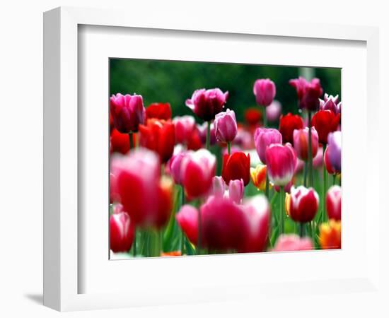 Rain Drops Twinkle on Blooming Tulips on a Field near Freiburg, Germany-Winfried Rothermel-Framed Premium Photographic Print