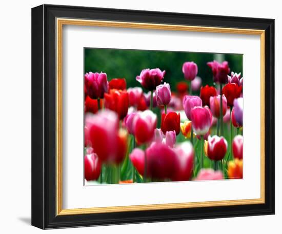 Rain Drops Twinkle on Blooming Tulips on a Field near Freiburg, Germany-Winfried Rothermel-Framed Premium Photographic Print