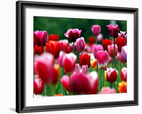 Rain Drops Twinkle on Blooming Tulips on a Field near Freiburg, Germany-Winfried Rothermel-Framed Photographic Print