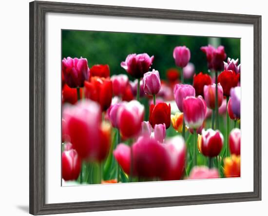 Rain Drops Twinkle on Blooming Tulips on a Field near Freiburg, Germany-Winfried Rothermel-Framed Photographic Print