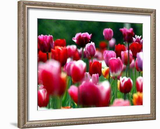 Rain Drops Twinkle on Blooming Tulips on a Field near Freiburg, Germany-Winfried Rothermel-Framed Photographic Print