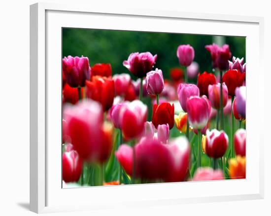 Rain Drops Twinkle on Blooming Tulips on a Field near Freiburg, Germany-Winfried Rothermel-Framed Photographic Print