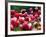 Rain Drops Twinkle on Blooming Tulips on a Field near Freiburg, Germany-Winfried Rothermel-Framed Photographic Print