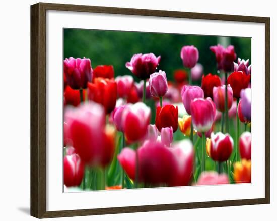 Rain Drops Twinkle on Blooming Tulips on a Field near Freiburg, Germany-Winfried Rothermel-Framed Photographic Print