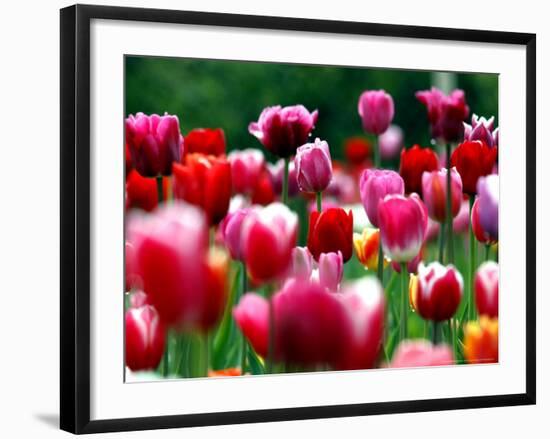 Rain Drops Twinkle on Blooming Tulips on a Field near Freiburg, Germany-Winfried Rothermel-Framed Photographic Print