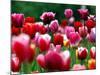 Rain Drops Twinkle on Blooming Tulips on a Field near Freiburg, Germany-Winfried Rothermel-Mounted Photographic Print