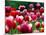 Rain Drops Twinkle on Blooming Tulips on a Field near Freiburg, Germany-Winfried Rothermel-Mounted Photographic Print