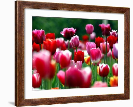 Rain Drops Twinkle on Blooming Tulips on a Field near Freiburg, Germany-Winfried Rothermel-Framed Photographic Print