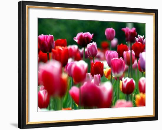 Rain Drops Twinkle on Blooming Tulips on a Field near Freiburg, Germany-Winfried Rothermel-Framed Photographic Print