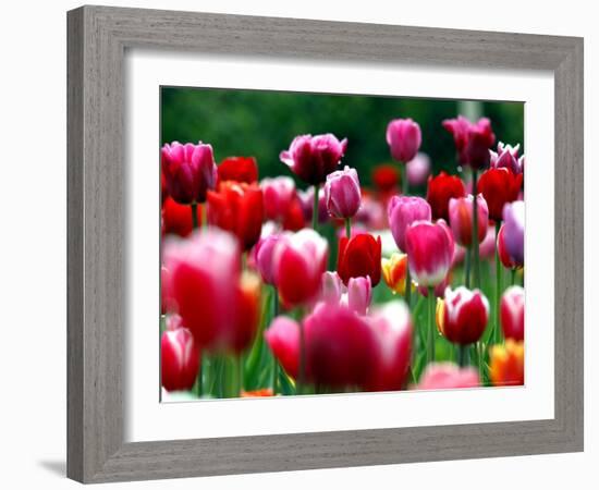 Rain Drops Twinkle on Blooming Tulips on a Field near Freiburg, Germany-Winfried Rothermel-Framed Photographic Print