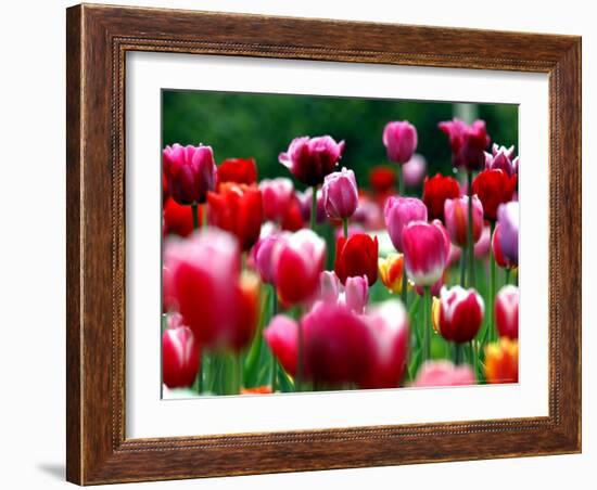 Rain Drops Twinkle on Blooming Tulips on a Field near Freiburg, Germany-Winfried Rothermel-Framed Photographic Print