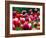 Rain Drops Twinkle on Blooming Tulips on a Field near Freiburg, Germany-Winfried Rothermel-Framed Photographic Print