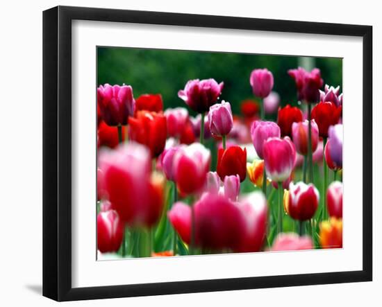 Rain Drops Twinkle on Blooming Tulips on a Field near Freiburg, Germany-Winfried Rothermel-Framed Photographic Print