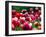 Rain Drops Twinkle on Blooming Tulips on a Field near Freiburg, Germany-Winfried Rothermel-Framed Photographic Print