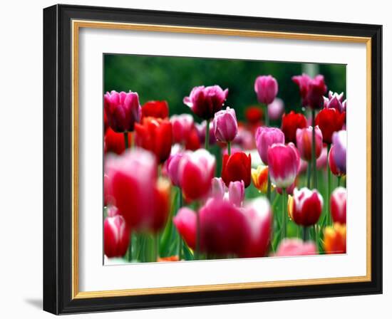 Rain Drops Twinkle on Blooming Tulips on a Field near Freiburg, Germany-Winfried Rothermel-Framed Photographic Print