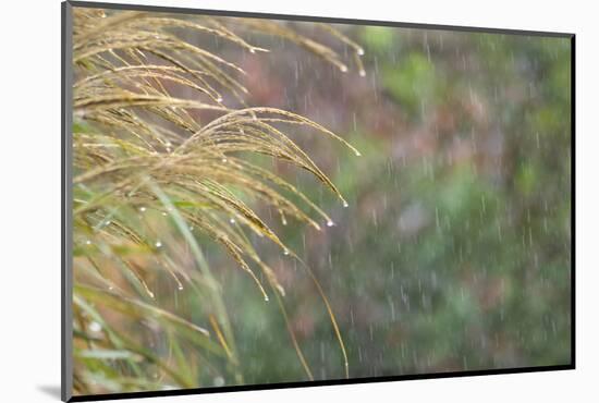 Rain Drops-Adrian Campfield-Mounted Photographic Print