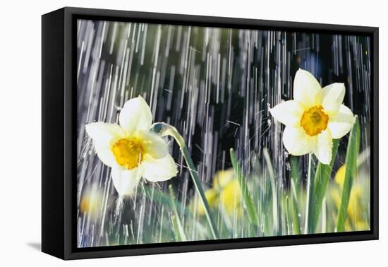 Rain falling on Daffodils-Roy Morsch-Framed Premier Image Canvas