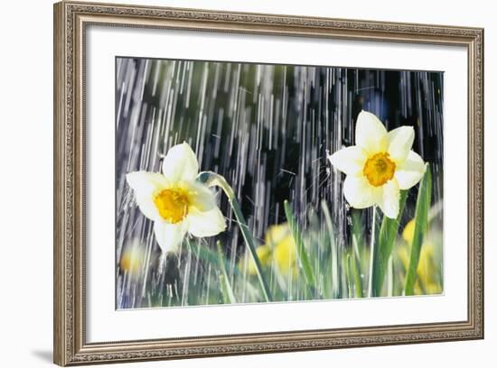 Rain falling on Daffodils-Roy Morsch-Framed Photographic Print