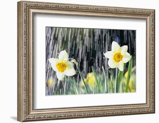 Rain falling on Daffodils-Roy Morsch-Framed Photographic Print