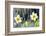 Rain falling on Daffodils-Roy Morsch-Framed Photographic Print