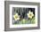 Rain falling on Daffodils-Roy Morsch-Framed Photographic Print