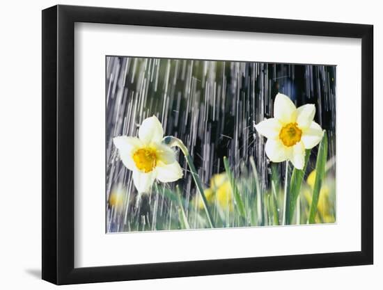 Rain falling on Daffodils-Roy Morsch-Framed Photographic Print